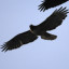 Avatar of raven650