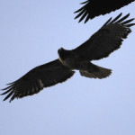 Profile picture of raven650